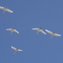 飛翔・白鳥1