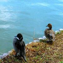 水辺にて