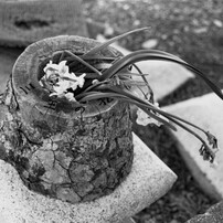 TOKINA(トキナー)のレンズ EMZ 280AF II (ｺﾆｶﾐﾉﾙﾀ用) で撮影した写真