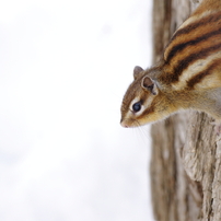 シマリスの写真(画像)・写真集 - 写真共有サイト:PHOTOHITO