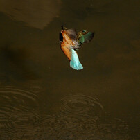 NIKON(ニコン)のレンズ AF-S DX NIKKOR 55-300mm f/4.5-5.6G ED VR で