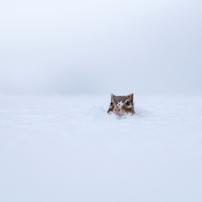 シマリスの写真(画像)・写真集 - 写真共有サイト:PHOTOHITO