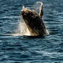 クジラの写真 画像 写真集 写真共有サイト Photohito