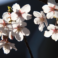 春を告げる花達2014