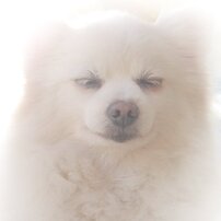 イヌイル