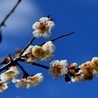 梅花１