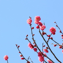 植物図鑑