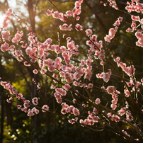 evening sunlight