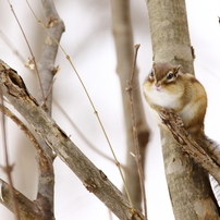 シマリスの写真(画像)・写真集 - 写真共有サイト:PHOTOHITO