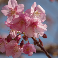 早春の色濃い桜-河津桜-稲取温泉