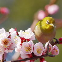 草花