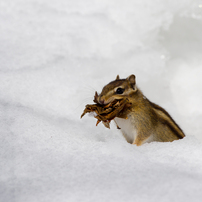 シマリスの写真(画像)・写真集 - 写真共有サイト:PHOTOHITO