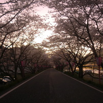 CASIO(カシオ)のデジタルカメラEXILIM ZOOM EX-Z550 で撮影した写真