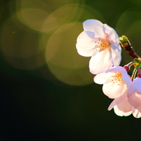 sakura　saku