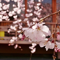 京都 祇園 さくら舞い