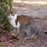 Two good friend cats #3
