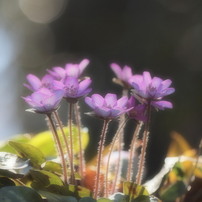 Spring ephemeral
