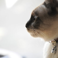 実家の猫。