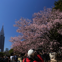 花に群がって