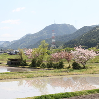 春の里山＆500kV送電鉄塔