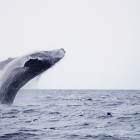 クジラの写真 画像 写真集 写真共有サイト Photohito
