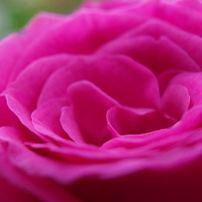 花束