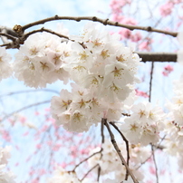 桜の季節2014