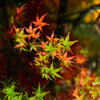 香嵐渓の紅葉