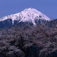 常念と桜