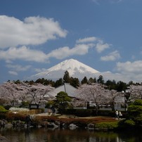 富士山と桜