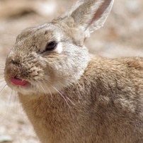 うさぎだらけ