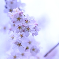 氷桜