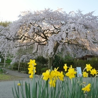 堀池のしだれ桜