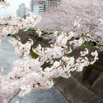 2014年　桜①