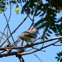 アフリカ不明鳥