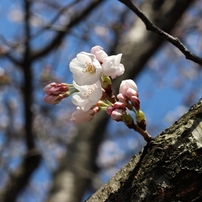 the language of flowers
