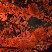 十四川桜まつり2014_夜桜1