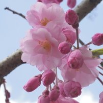 PENTAX(ペンタックス)のレンズ PENTAX-05 TOY LENS TELEPHOTO で撮影