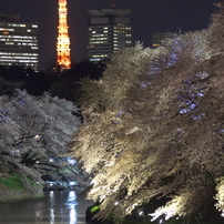 千鳥ヶ淵　2014 桜