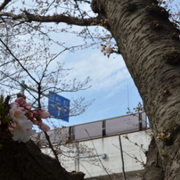 麻生川に桜を見に行った