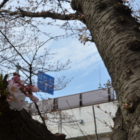 桜　街道