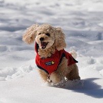 トイプードル 写真集 918XiHS-ZxL.jpg