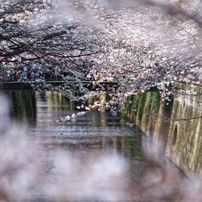 2014東京の桜