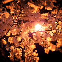 sakura color moment