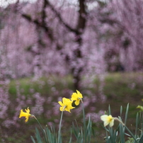 春爛漫・幸田の桜