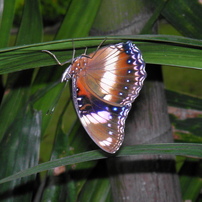 SANYO(サンヨー)のデジタルカメラE6 で撮影した写真(画像)一覧- 写真