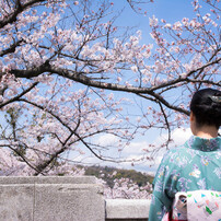 2014 桜③