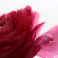 Flower 2014 Spring