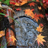 京都の紅葉