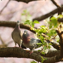 鳩の写真 画像 写真集 写真共有サイト Photohito
